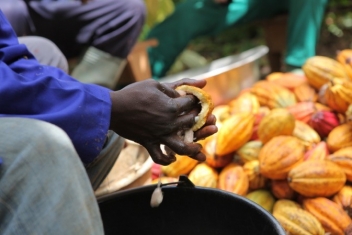 17/09/20 Au Ghana, les producteurs de cacao vont bénéficier d’un régime de retraite en octobre